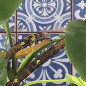 Conjunto de Serpiente Marrón Limitado